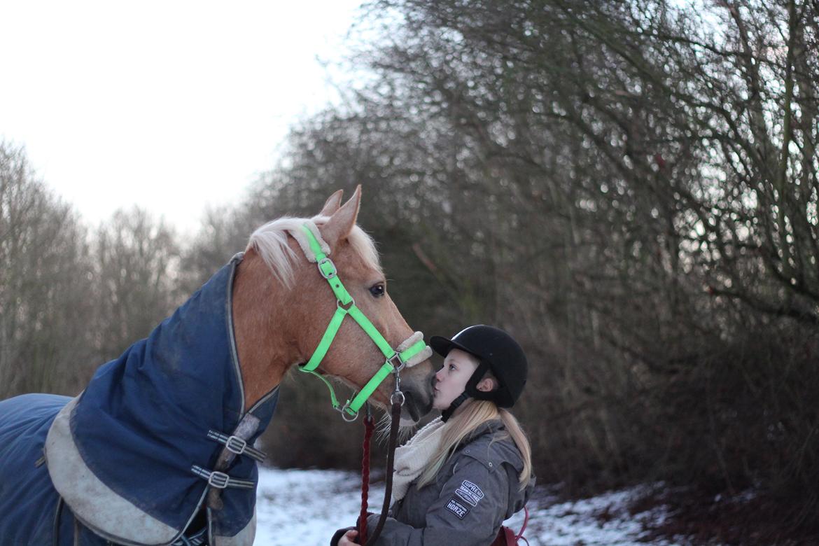 Palomino Klepholms Venus <3 - Myyys :-* - Foto: Maria Nørgaard billede 11