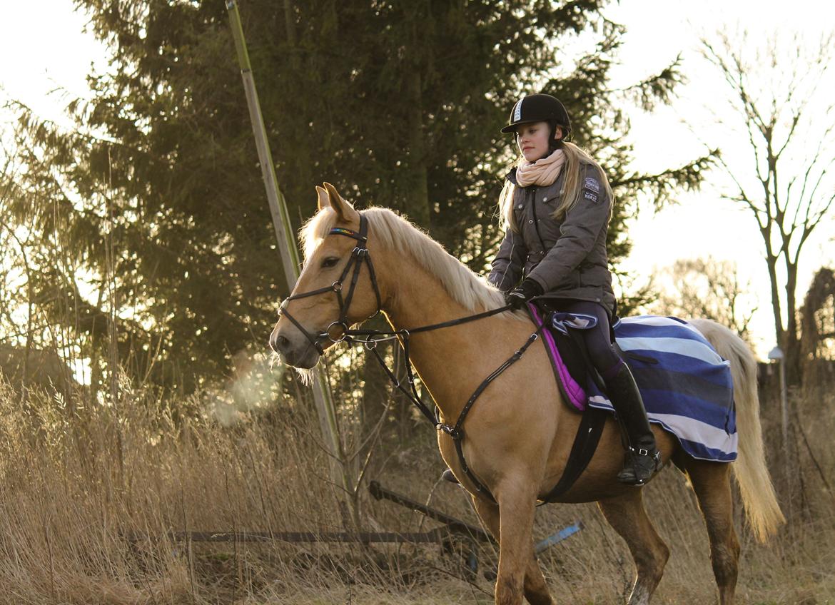 Palomino Klepholms Venus <3 - Foto: Mathilde Post Hansen billede 2