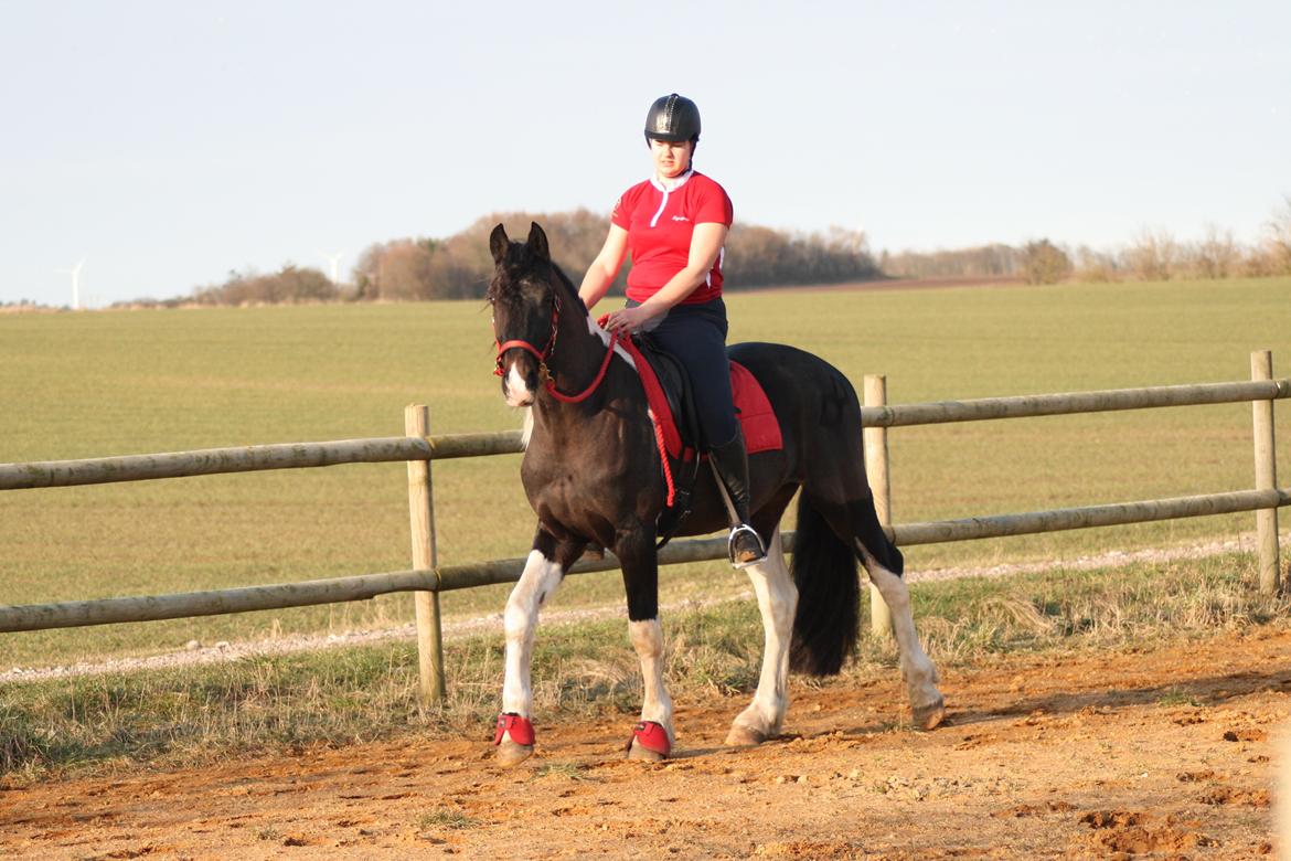 Barockpinto Obelix fan thorum billede 13