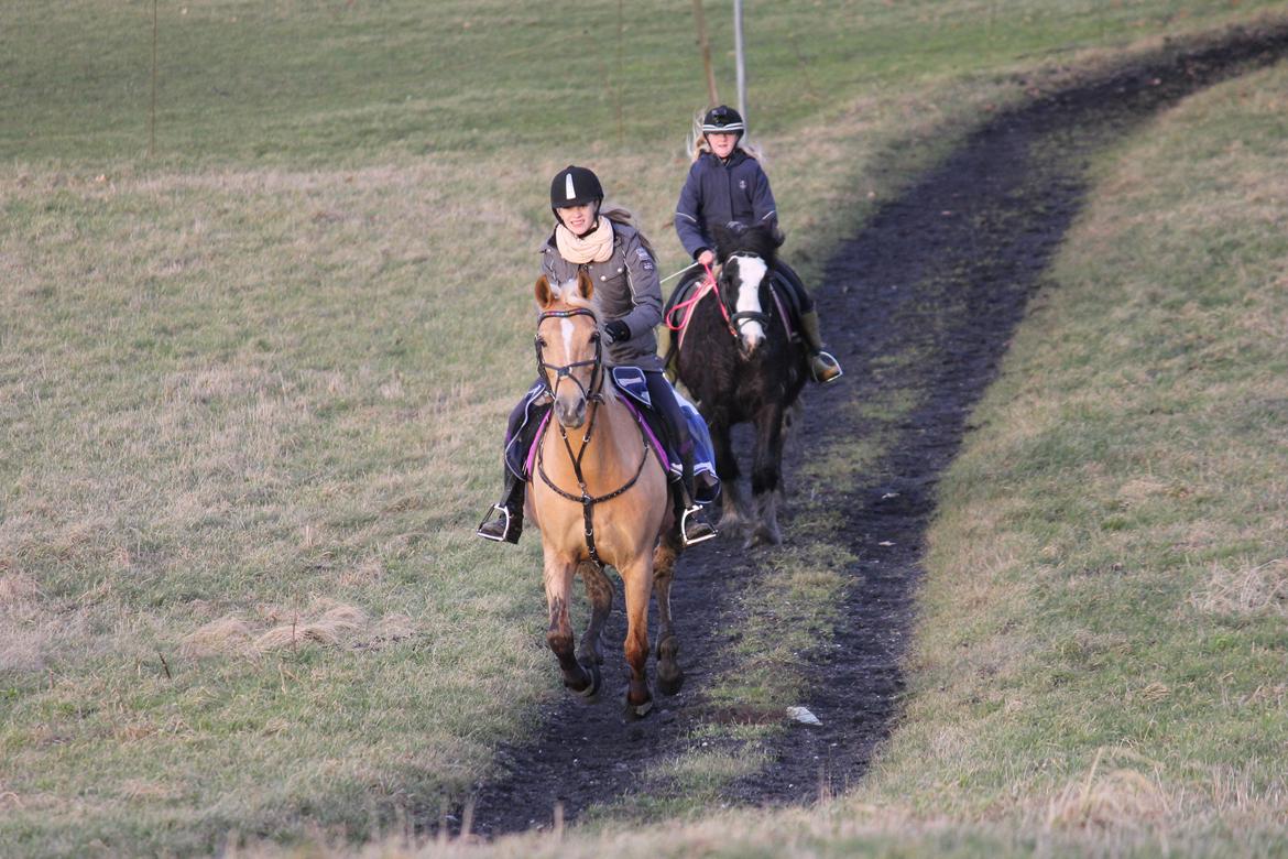 Palomino Klepholms Venus <3 - Galoooop op ad bakke :-D - Foto: Mathilde Post Hansen billede 6