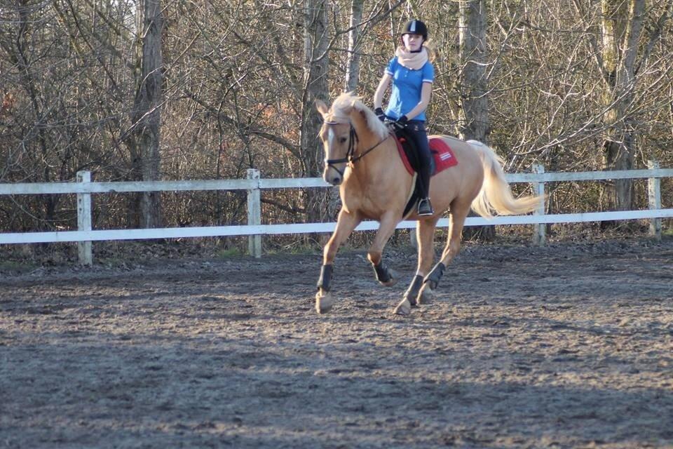 Palomino Klepholms Venus <3 - ❤️ - Foto: Alberte Sørensen billede 13