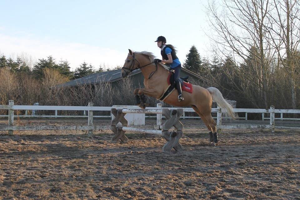 Palomino Klepholms Venus <3 - 1 meter i alt vores dressurudstyr ;-) - Foto: Alberte Sørensen billede 12