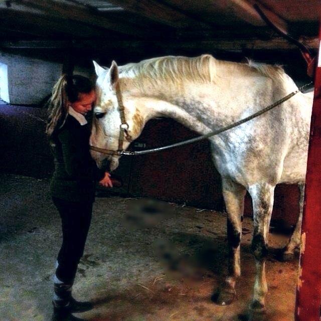 Dansk Varmblod Cassanova - Cassanova når han er et rigtigt nussehovede, han elsker menneske kontakt.  billede 11