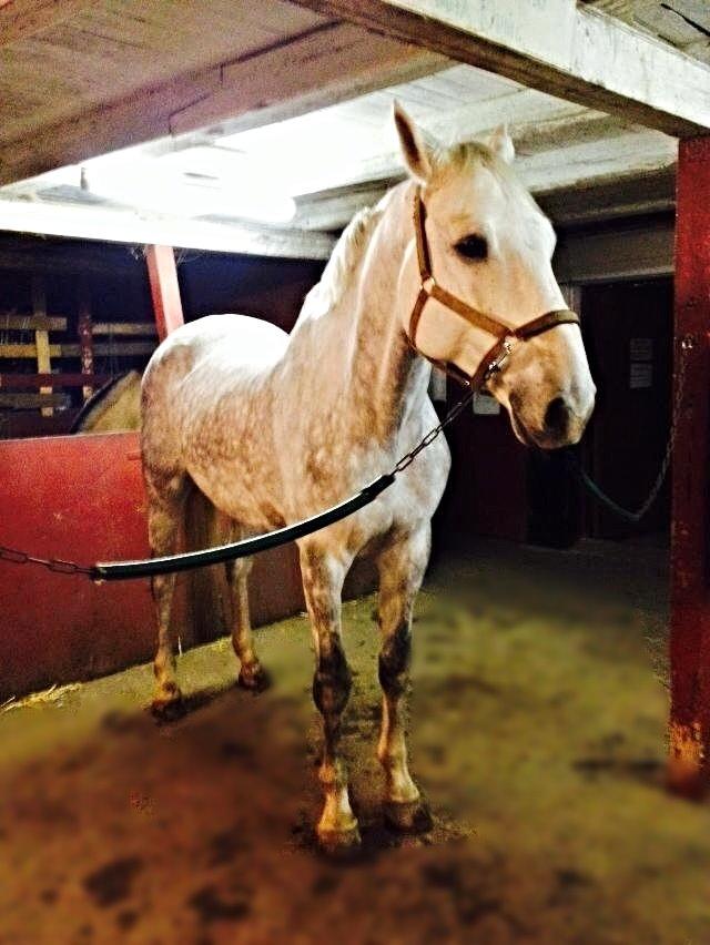 Dansk Varmblod Cassanova - Cassanova står fint i stalden billede 13