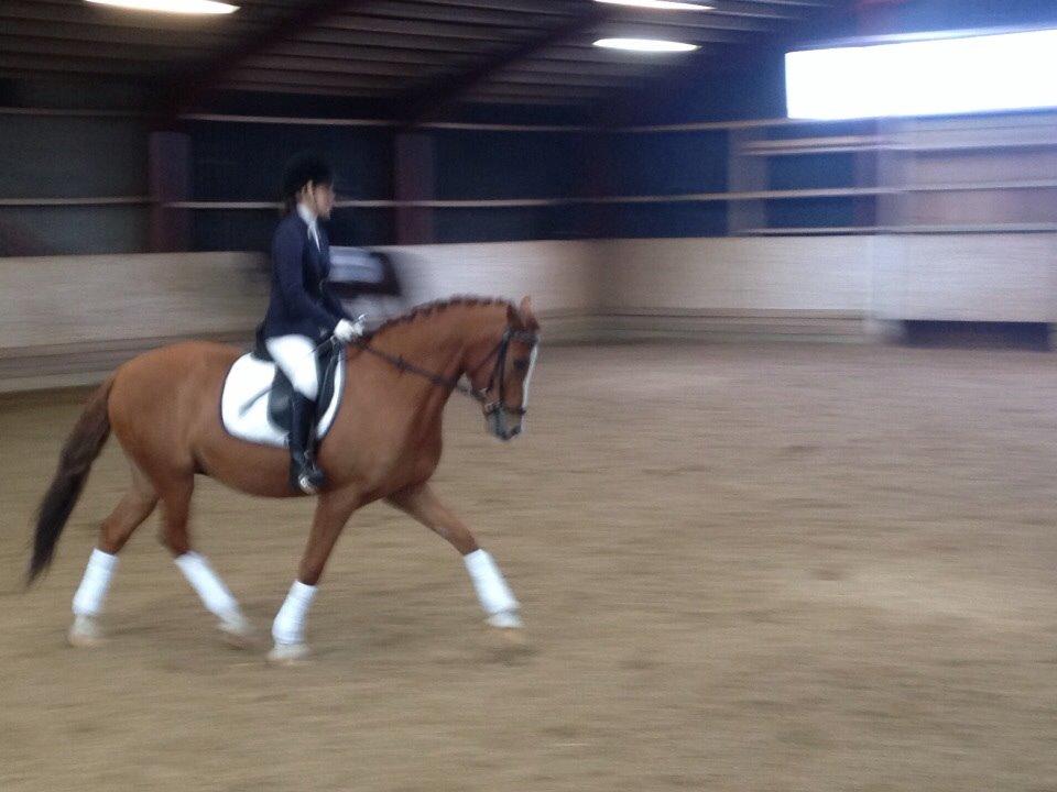 Welsh Partbred (Sec F) Stillebaekkens Monogramm billede 19