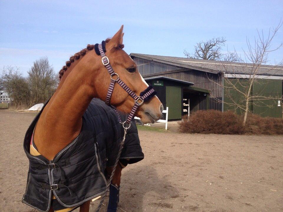 Welsh Partbred (Sec F) Stillebaekkens Monogramm billede 5