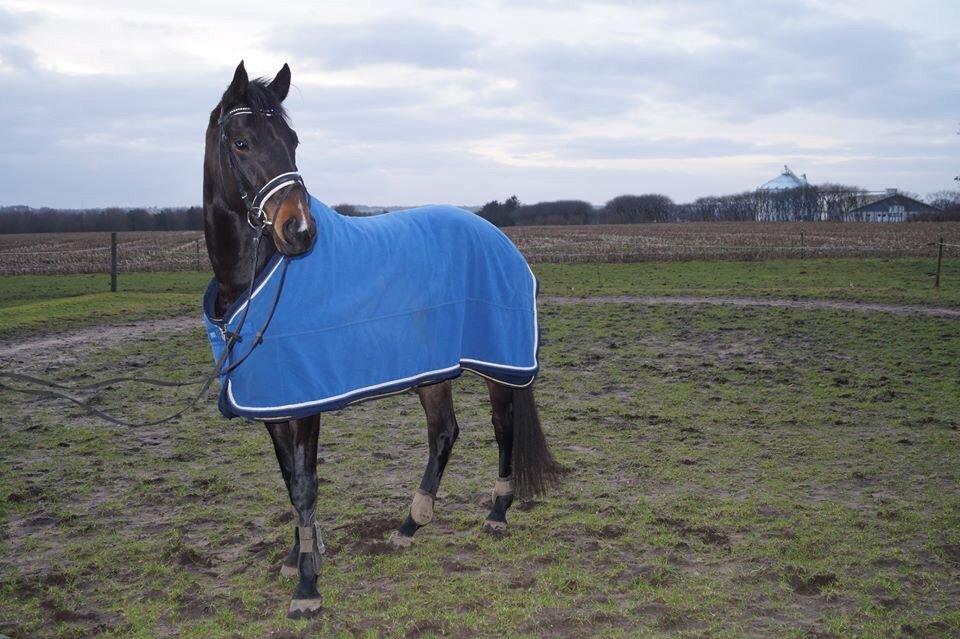 Dansk Varmblod Sherly Skovbo - solgt  billede 12
