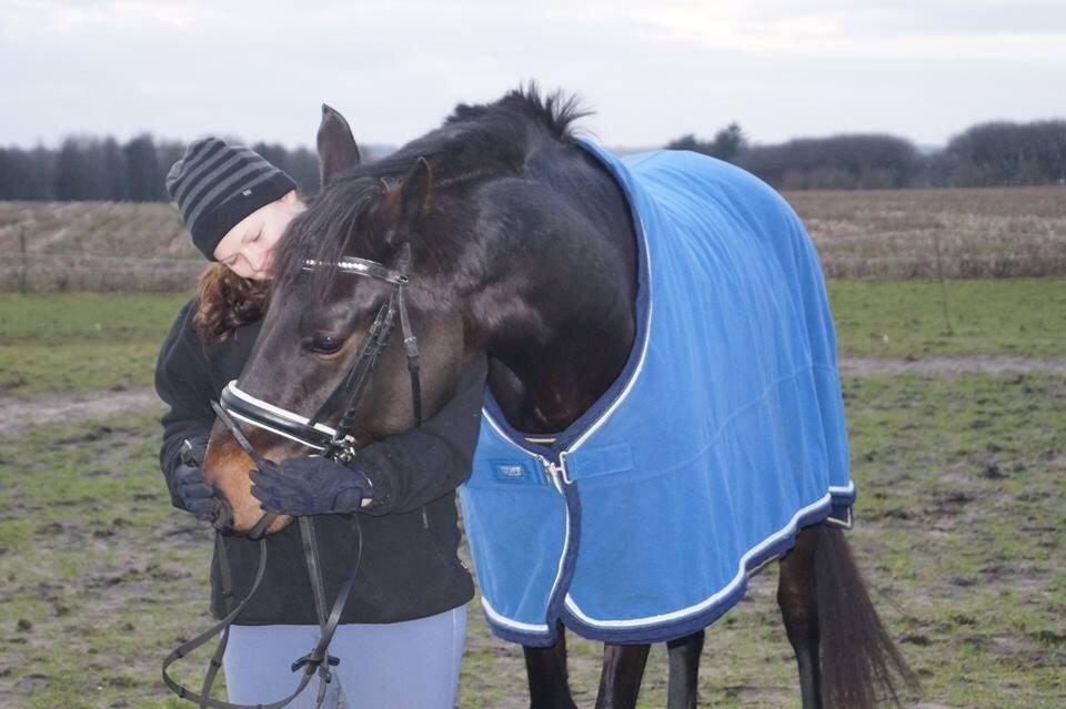 Dansk Varmblod Sherly Skovbo - solgt  billede 13