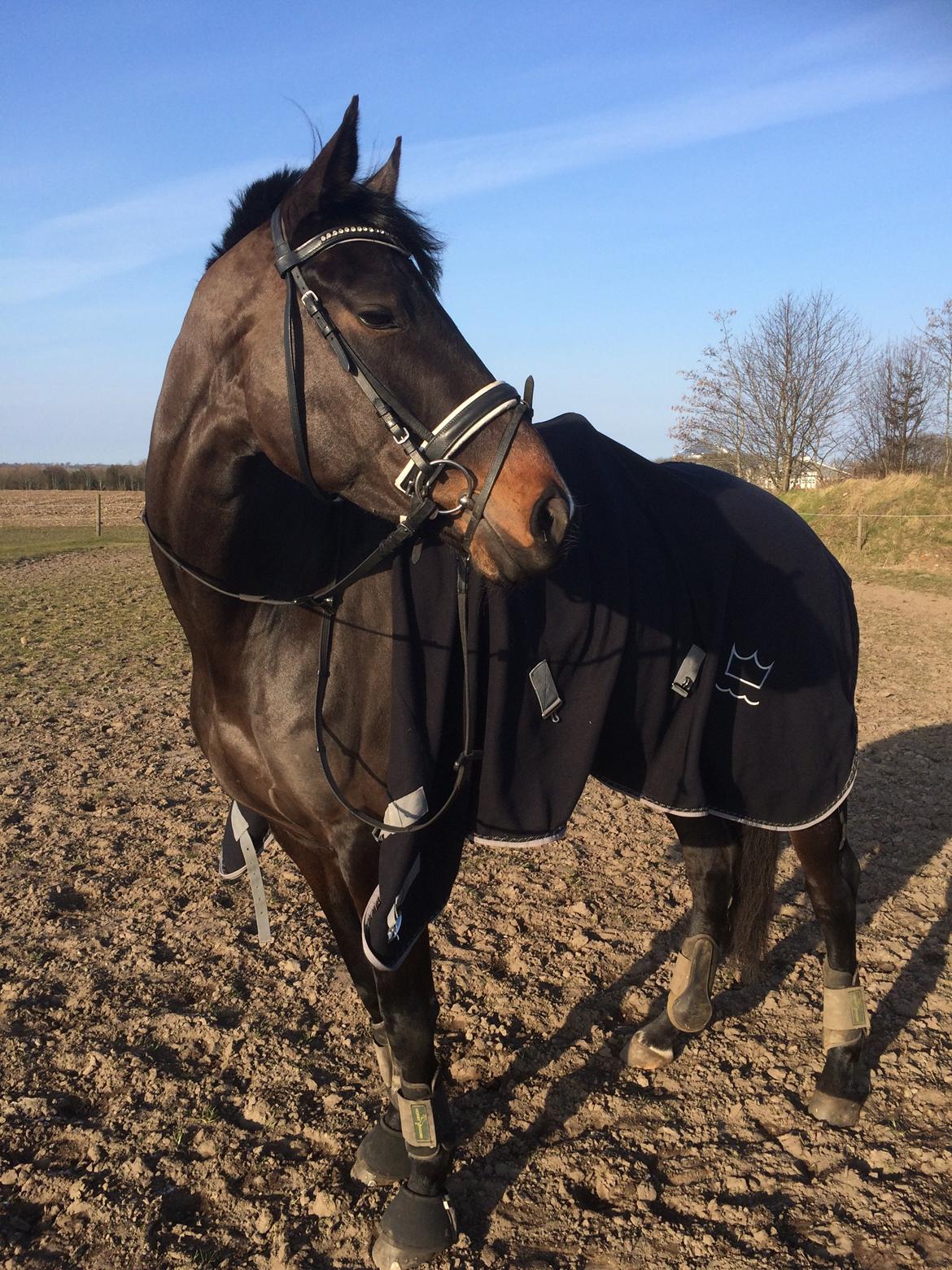 Dansk Varmblod Sherly Skovbo - solgt  billede 1