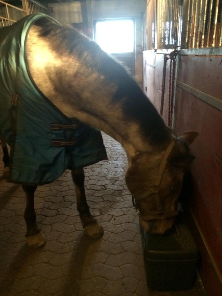 Knabstrupper Tessa billede 7