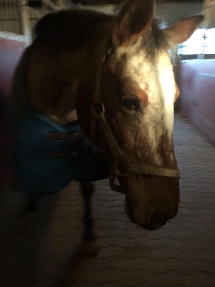 Knabstrupper Tessa billede 8