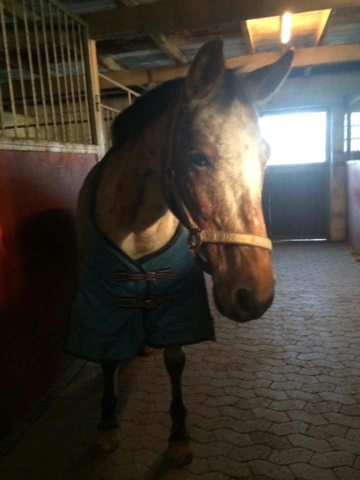 Knabstrupper Tessa billede 9