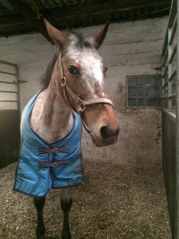 Knabstrupper Tessa billede 10