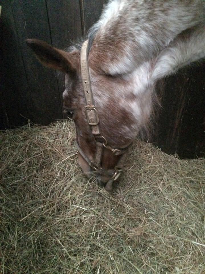 Knabstrupper Tessa billede 11