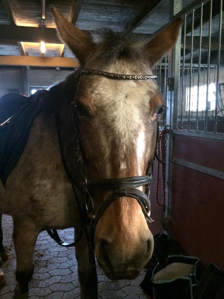 Knabstrupper Tessa billede 12