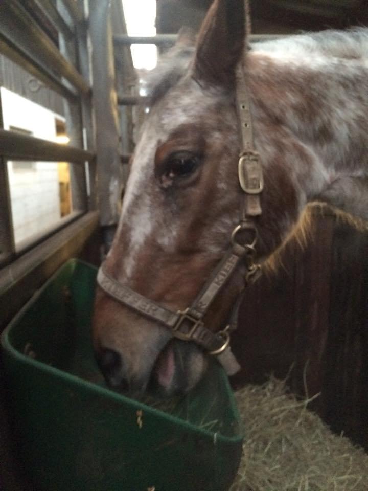 Knabstrupper Tessa billede 13