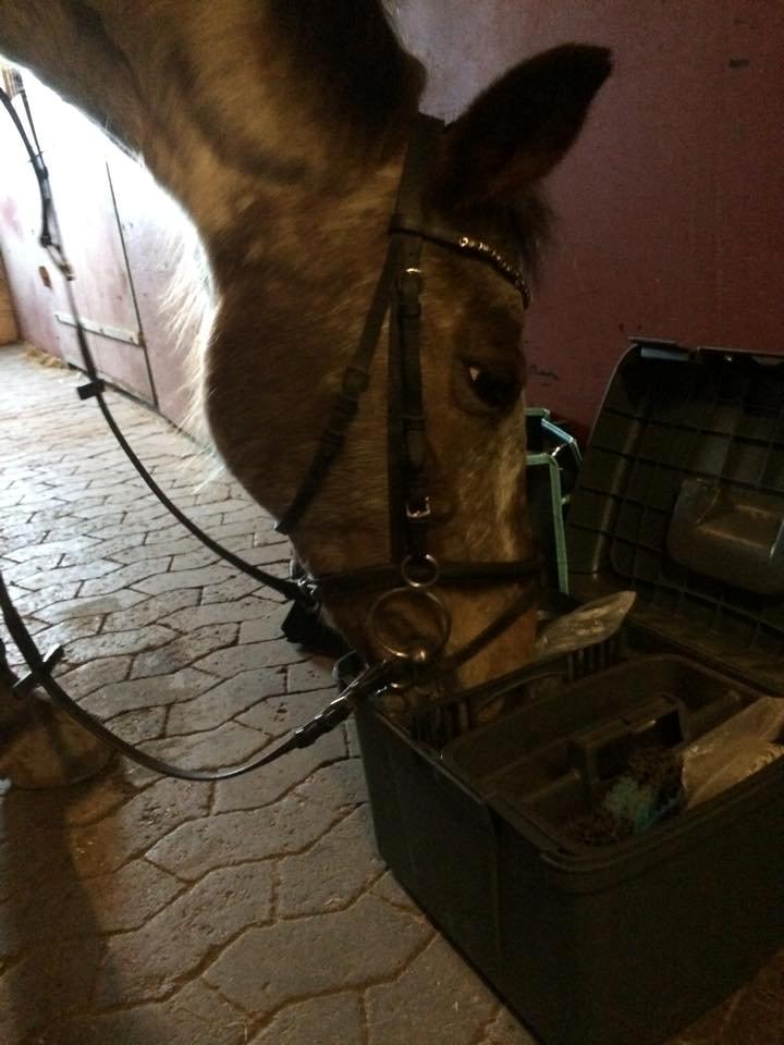 Knabstrupper Tessa billede 14