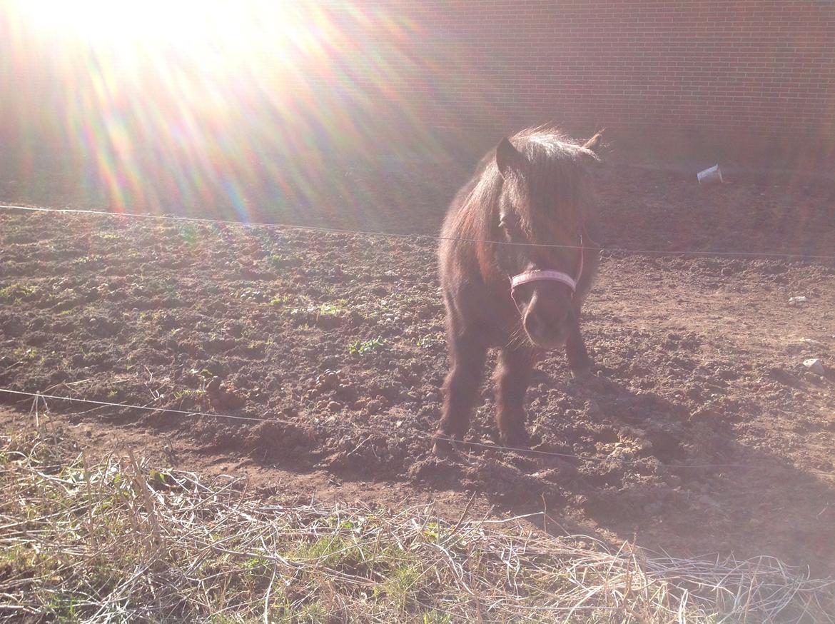 Shetlænder mauda (den sødeste lille pony)  savnet men solgt  billede 19
