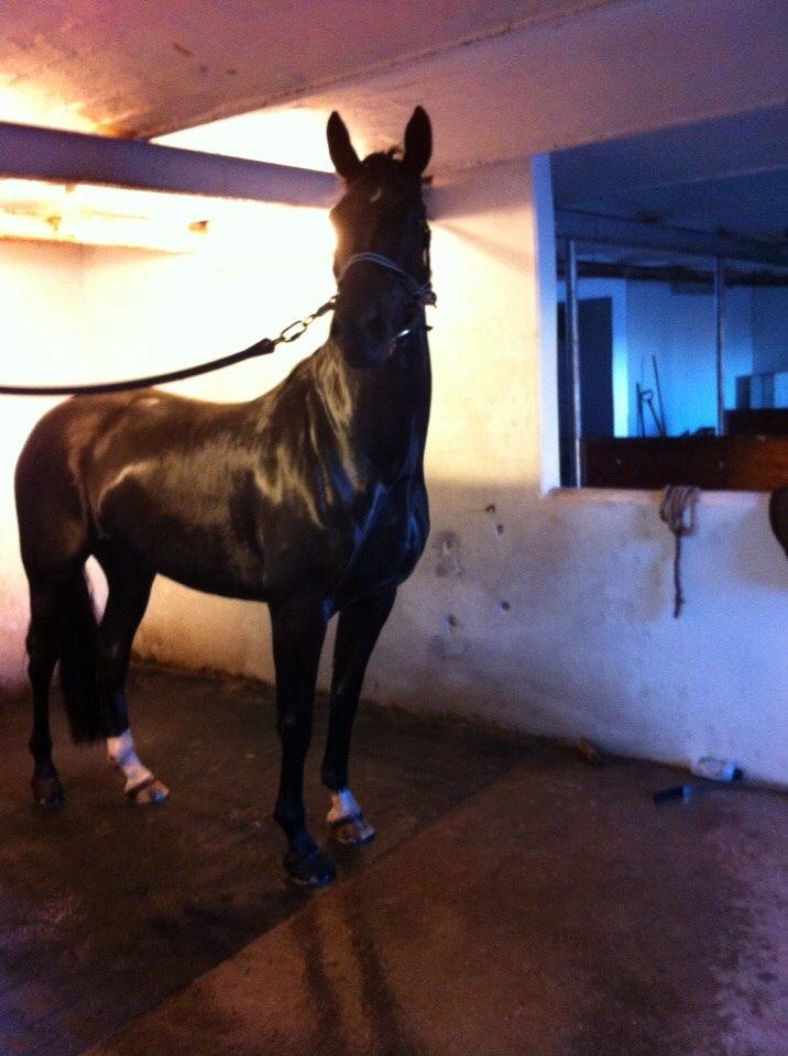 Dansk Varmblod Princess di-grea billede 2