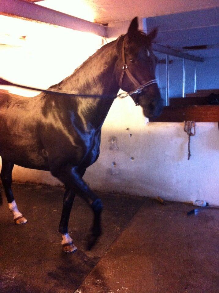 Dansk Varmblod Princess di-grea billede 14