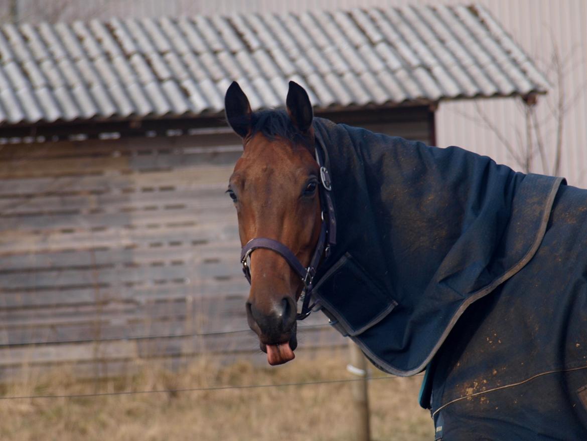 Dansk Varmblod Kjeldgårdens Temtus billede 11