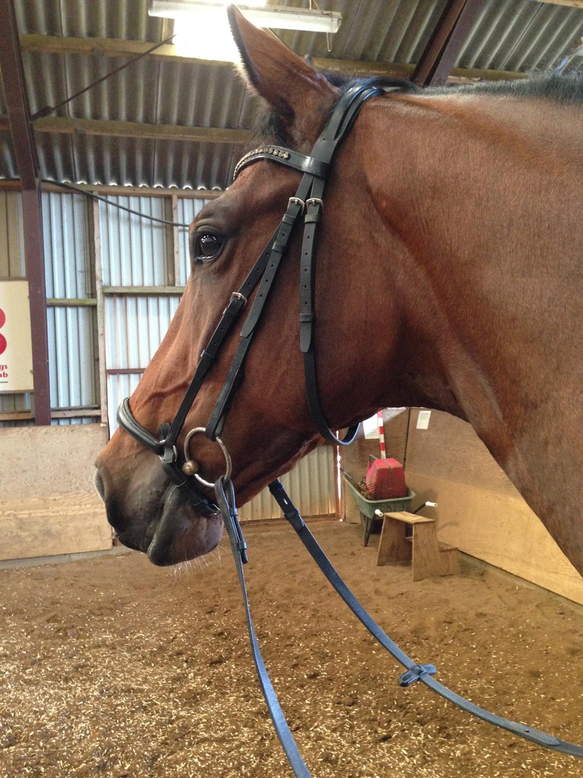Dansk Varmblod Kjeldgårdens Temtus billede 19