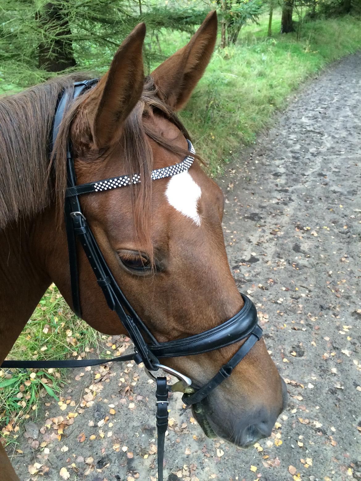 Dansk Varmblod Lunds Intermezzo billede 3