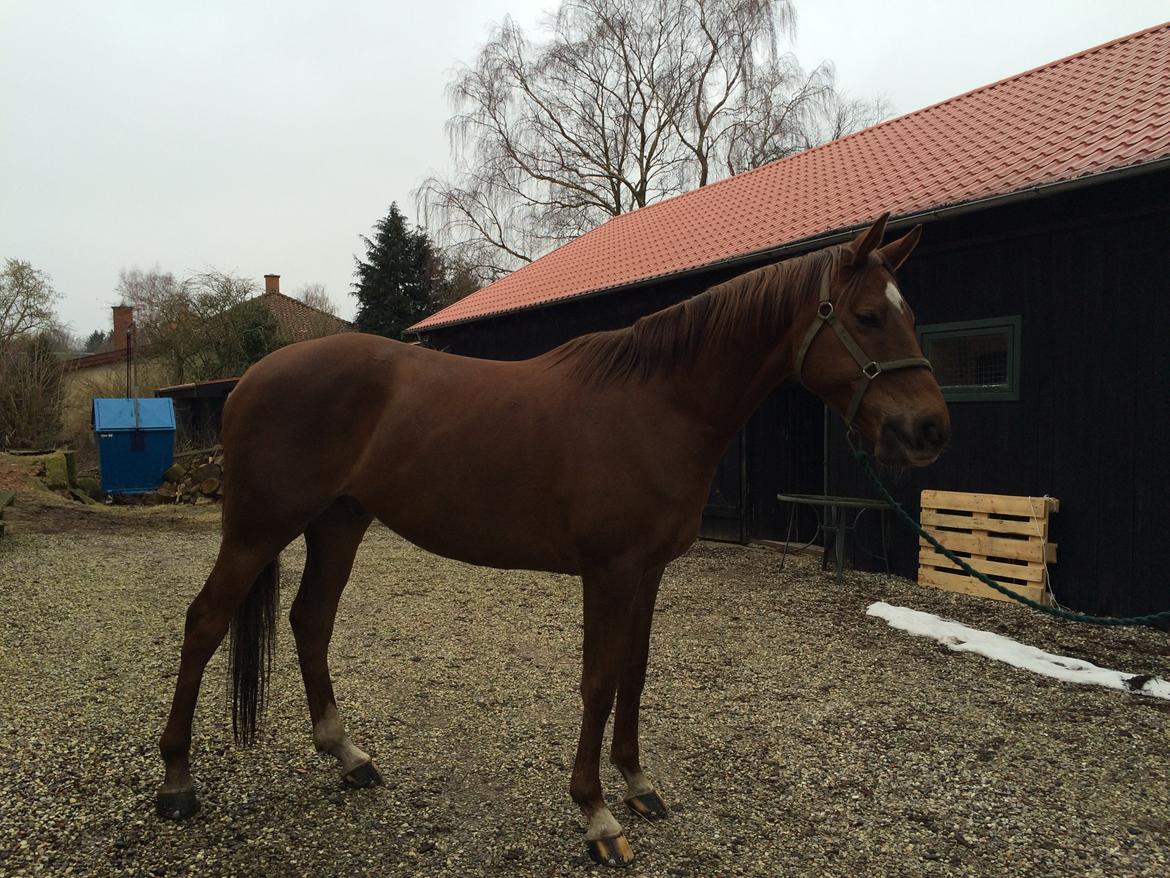 Dansk Varmblod Lunds Intermezzo - Marts 2015 billede 7