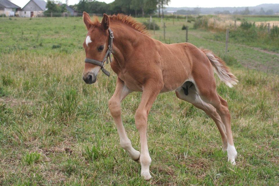 Dansk Varmblod Lunds Intermezzo billede 4