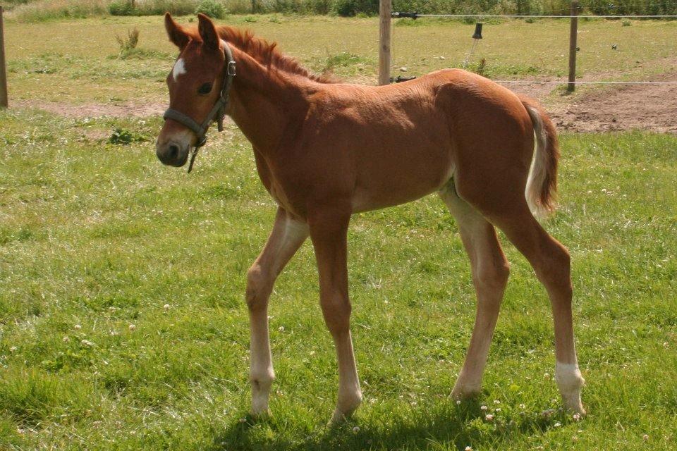 Dansk Varmblod Lunds Intermezzo billede 5