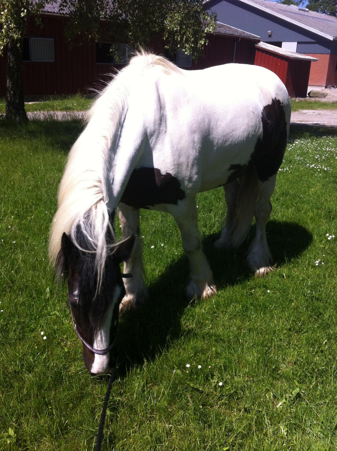 Tinker cutie - lige blevet vasket og klar til at blive klippet billede 5