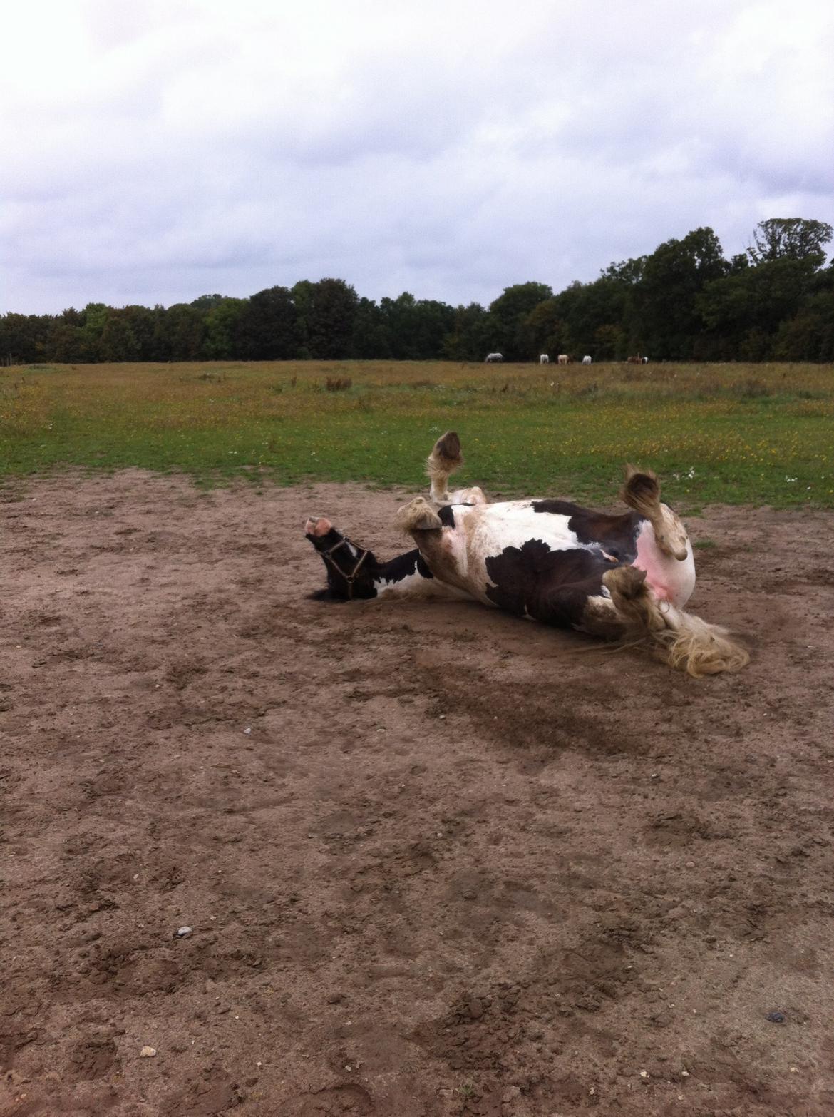 Tinker cutie - og hun bliiver ved med at rulle sig billede 9