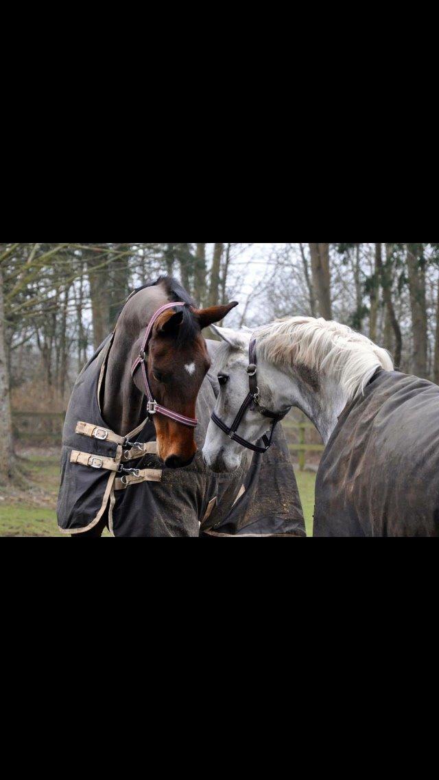 DSP Nørlunds Acord - Første gang på folden billede 14