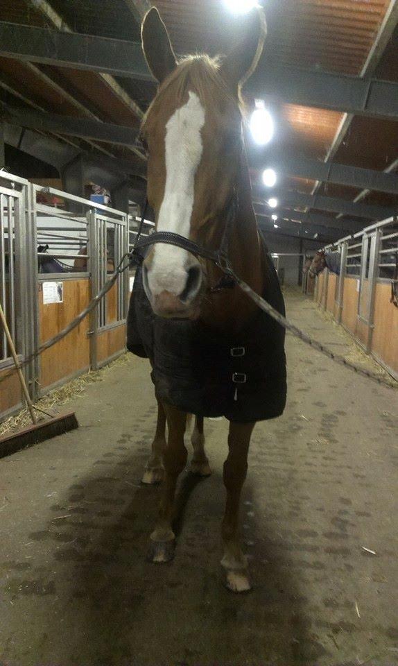 Anden særlig race Amigo billede 5