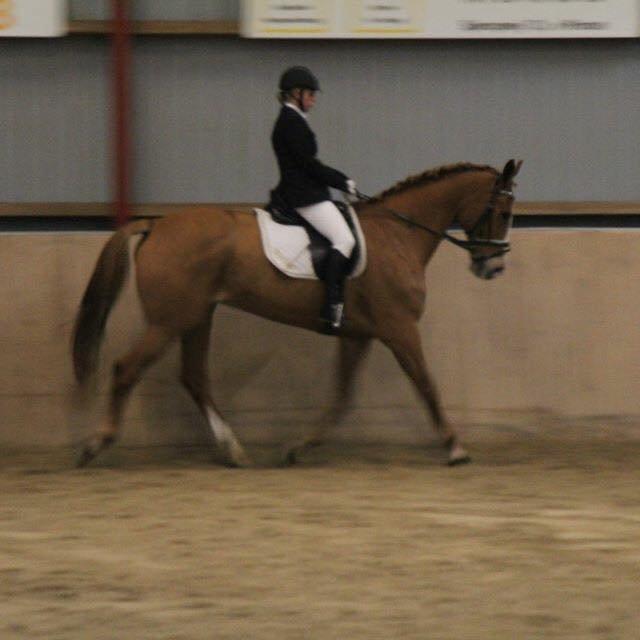 Anden særlig race Amigo billede 7