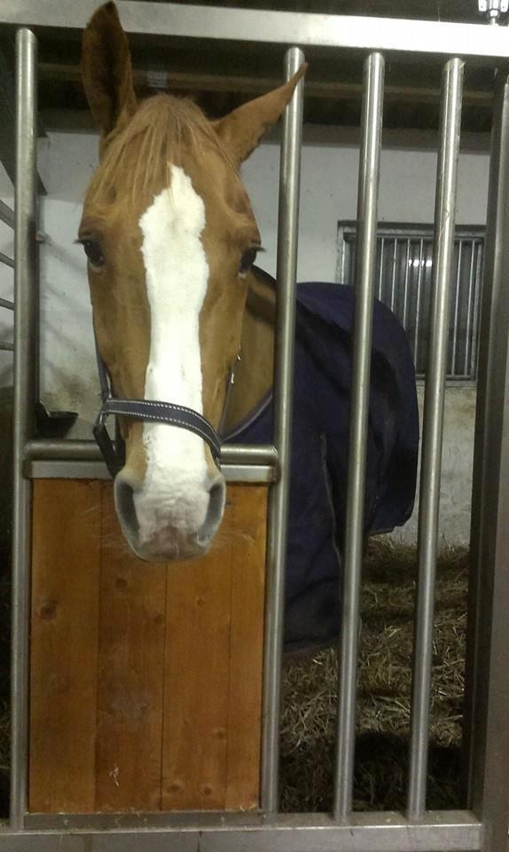 Anden særlig race Amigo billede 8