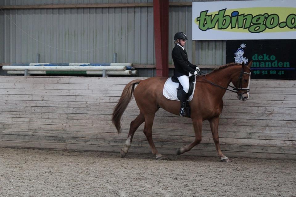 Anden særlig race Amigo billede 10