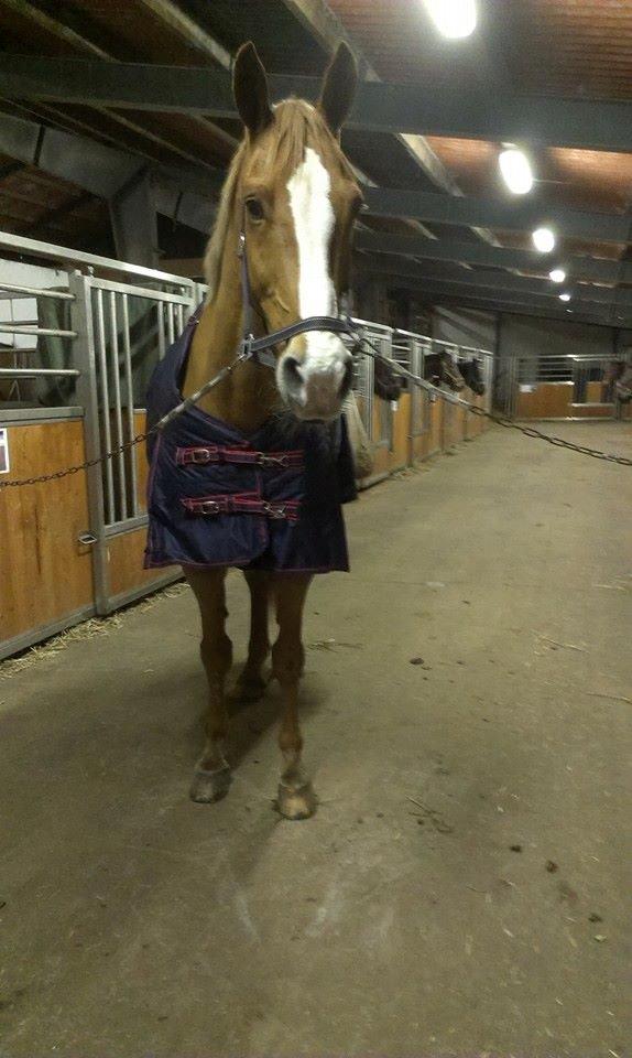 Anden særlig race Amigo billede 11