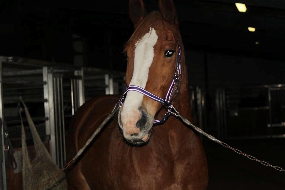 Anden særlig race Amigo billede 12