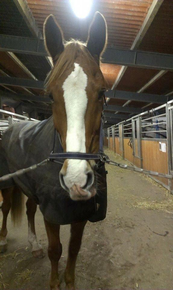 Anden særlig race Amigo billede 13