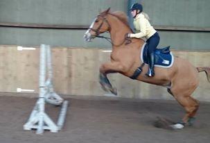 Anden særlig race Amigo billede 14