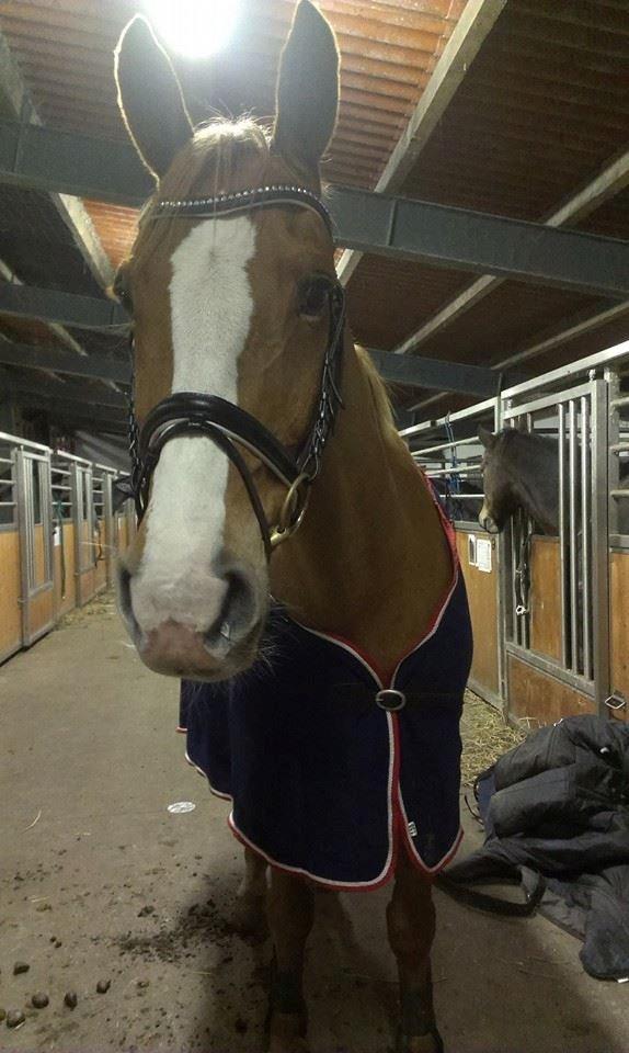 Anden særlig race Amigo billede 15