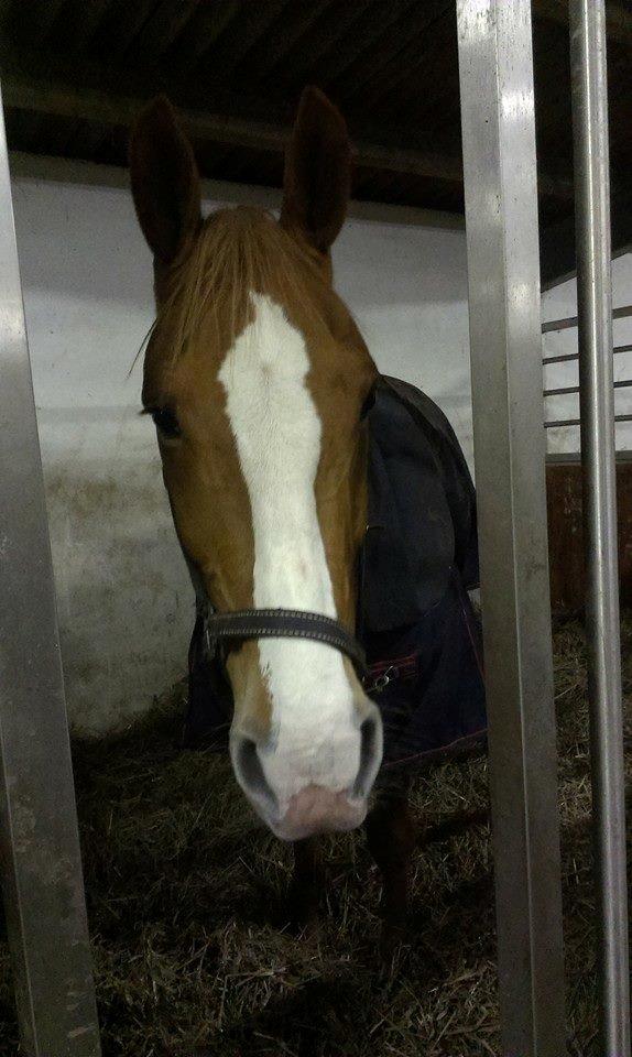 Anden særlig race Amigo billede 16