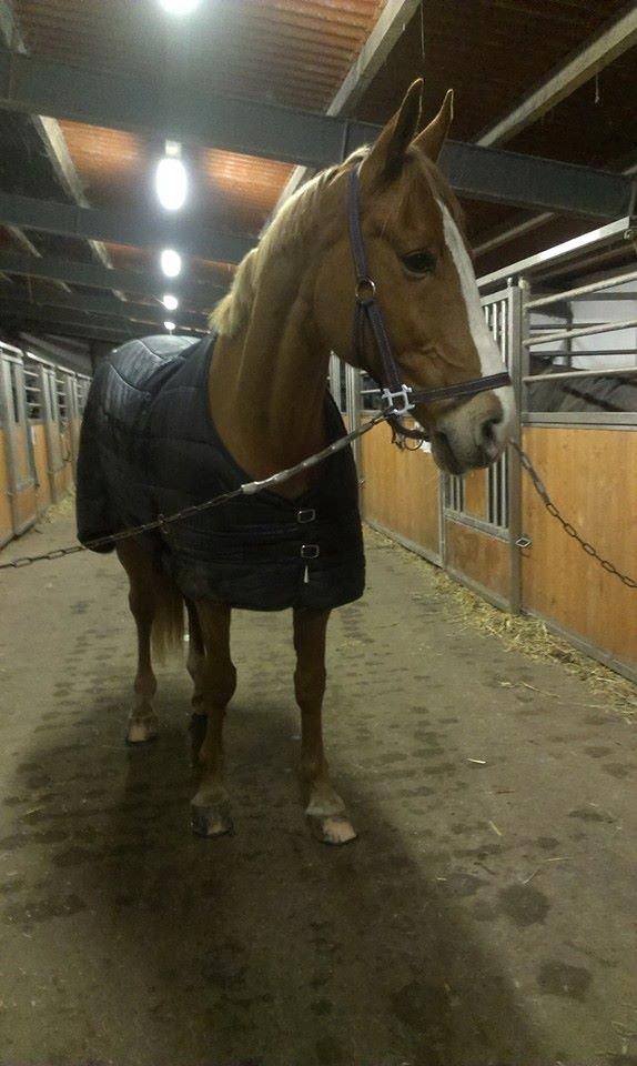 Anden særlig race Amigo billede 17