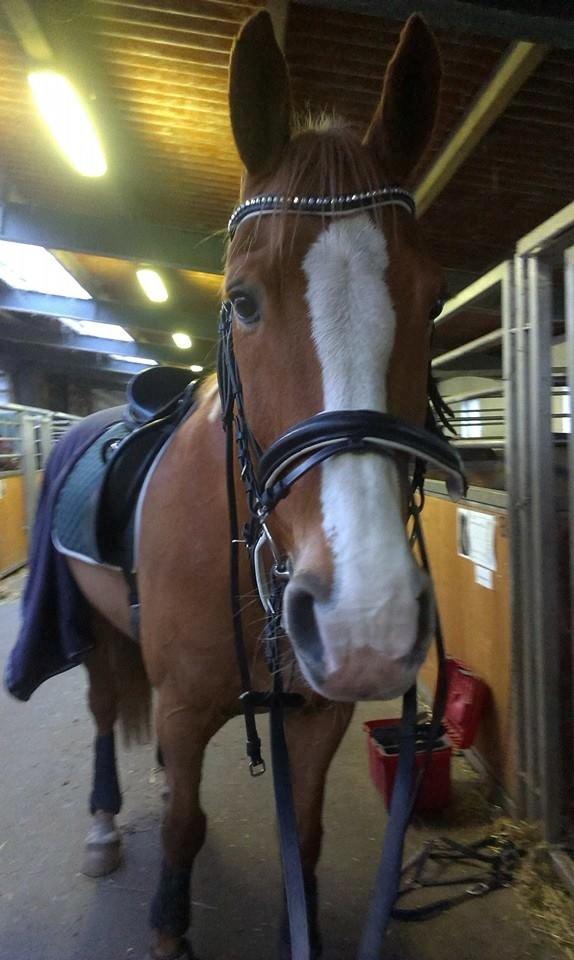 Anden særlig race Amigo billede 18