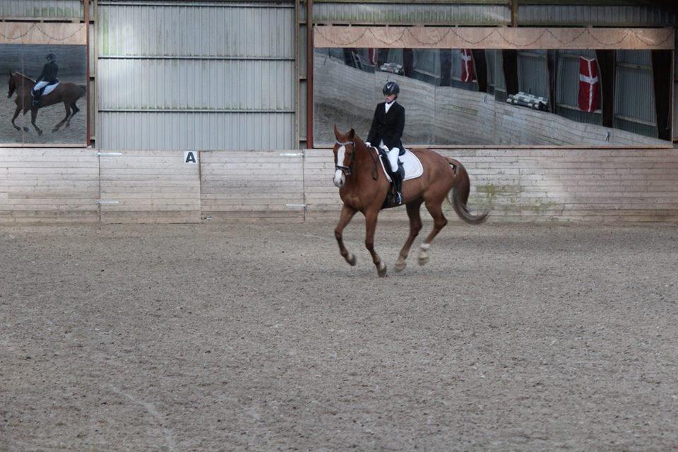 Anden særlig race Amigo billede 1