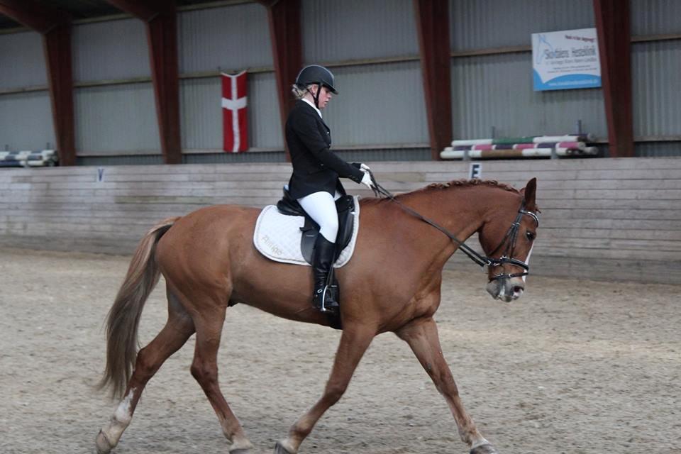 Anden særlig race Amigo billede 2