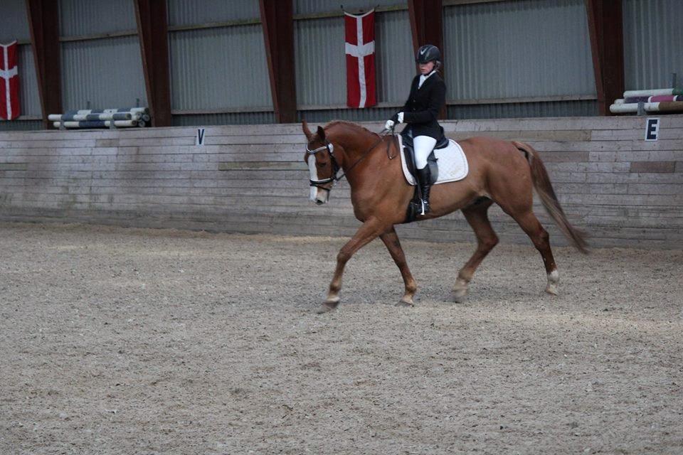 Anden særlig race Amigo billede 3