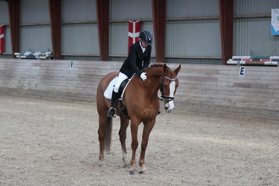 Anden særlig race Amigo billede 4