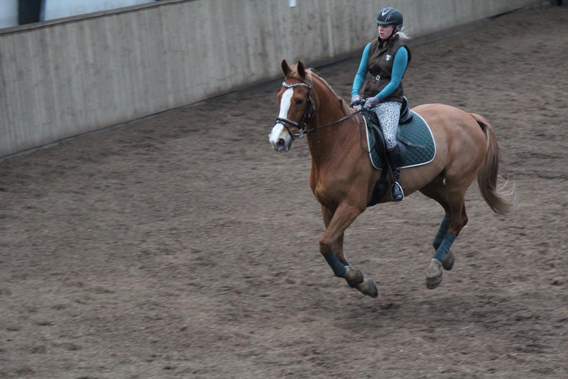 Anden særlig race Amigo billede 19